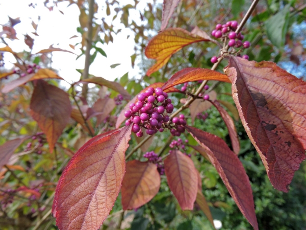 Callicarpa bodinieri
Bodinier's Beautyberry (Eng) Schoonvrucht (Ned) Chinesische Schönfrucht (Ger)
Trefwoorden: Plant;struik;Lamiaceae;vrucht