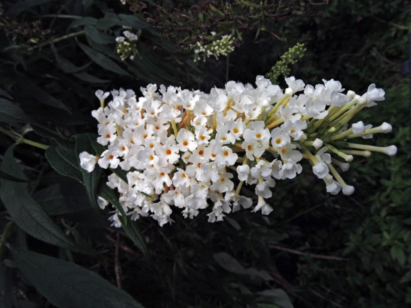 Buddleja davidii
Butterfly Bush (Eng) Vlinderstruik (Ned) Schmetterlingsflieder (Ger)
Trefwoorden: Plant;struik;Scrophulariaceae;Bloem;wit