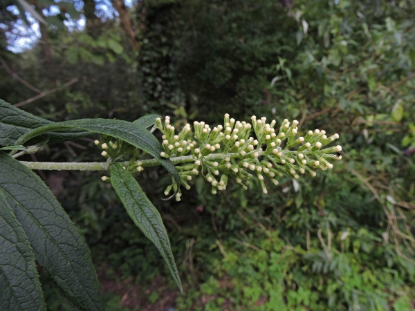 Buddleja davidii
Butterfly Bush (Eng) Vlinderstruik (Ned) Schmetterlingsflieder (Ger)
Trefwoorden: Plant;struik;Scrophulariaceae;Bloem;wit