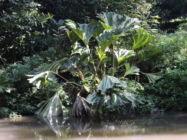 Gunnera; G. tinctoria
Chilean Rhubarb, Giant Rhubarb (Eng) Sierrabarber (Ned)
Trefwoorden: Plant;Gunneraceae