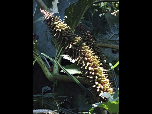 Gunnera; G. tinctoria
Chilean Rhubarb, Giant Rhubarb (Eng) Sierrabarber (Ned)
Trefwoorden: Plant;Gunneraceae;vrucht