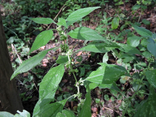 Parietaria officinalis
Pellitory-of-the-wall, Lichwort (Eng) Groot Glaskruid (Ned) Aufrechtes Glaskraut (Ger)
Trefwoorden: Plant;Urticaceae;Bloem;groen