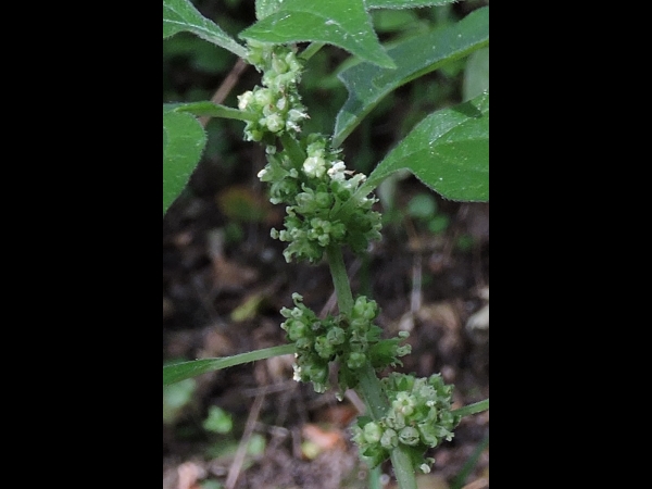 Parietaria officinalis
Pellitory-of-the-wall, Lichwort (Eng) Groot Glaskruid (Ned) Aufrechtes Glaskraut (Ger)
Trefwoorden: Plant;Urticaceae;Bloem;groen