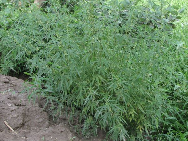 Cannabis sativa
Indian Hemp, Cannabis (Eng)
Trefwoorden: Plant;Cannabaceae;cultuurgewas