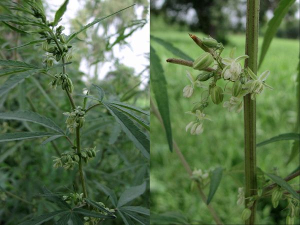 Cannabis sativa
Indian Hemp, Cannabis (Eng)
Trefwoorden: Plant;Cannabaceae;Bloem;groen;cultuurgewas