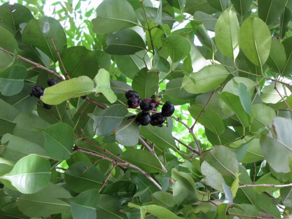 Syzygium cumini
Java Plum (Eng) Jamun (Urdu/Hin)
Trefwoorden: Plant;Myrtaceae;vrucht