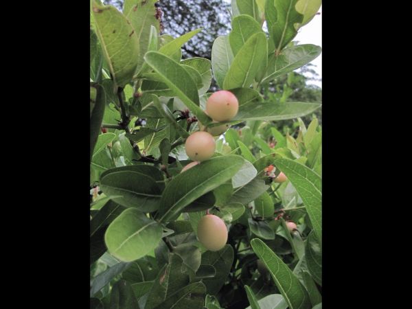 Carissa macrocarpa
Natal Plum (Eng)
Keywords: Plant;Apocynaceae;vrucht