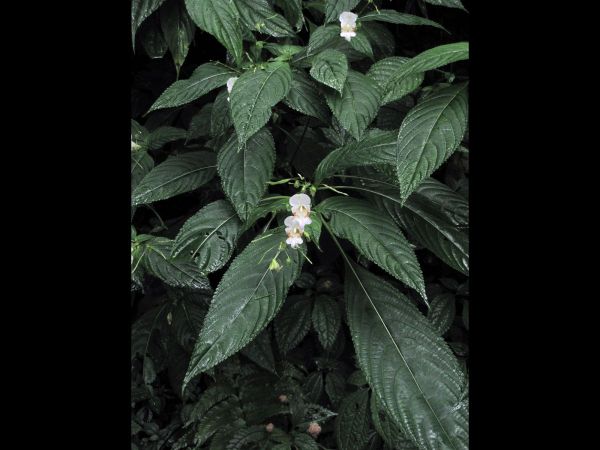 Impatiens devendrae
Devendra's Balsam (Eng)
Trefwoorden: Plant;Balsaminaceae;Bloem;wit