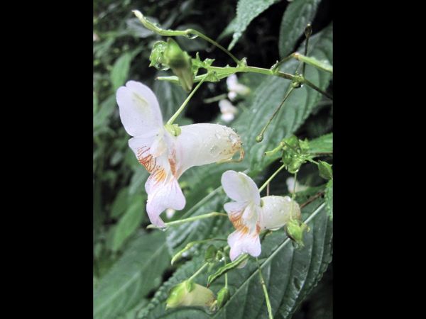 Impatiens devendrae
Devendra's Balsam (Eng)
Trefwoorden: Plant;Balsaminaceae;Bloem;wit