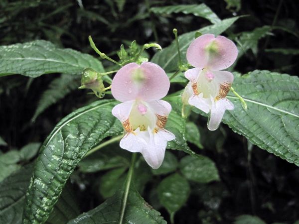 Impatiens devendrae
Devendra's Balsam
Trefwoorden: Plant;Balsaminaceae;Bloem;wit