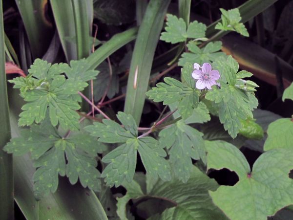 Geranium nepalense
Nepal Geranium (Eng) Bhanda (Hin)
Trefwoorden: Plant;Geraniaceae;Bloem;roze;wit