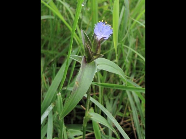 Cyanotis vaga
Wandering Dew-Grass (Eng)
Keywords: Plant;Commelinaceae;Bloem;blauw
