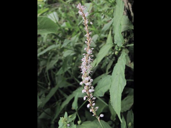 Persicaria amplexicaulis
White Mountain Fleece Flower (Eng) Amli, Kutrya (Hin)
Trefwoorden: Plant;Polygonaceae;Bloem;wit