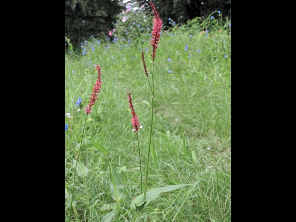 Persicaria amplexicaulis
Red Mountain Fleece Flower (Eng) Amli, Kutrya (Hin)
Trefwoorden: Plant;Polygonaceae;Bloem;rood