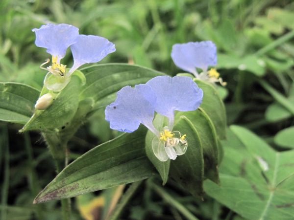 Commelina; C. maculata
Spotted Dayflower (Eng)
Keywords: Plant;Commelinaceae;Bloem;blauw