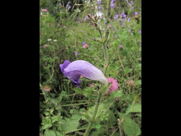 Pteracanthus urticifolius
Blue Nettle (Eng)
Trefwoorden: Plant;Acanthaceae;Bloem;blauw