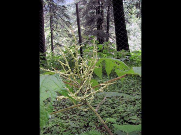Girardinia diversifolia
Indian Stinging Nettle (Eng) Bichchhoo (Hin) - male plant
Trefwoorden: Plant;Urticaceae;Bloem;groen
