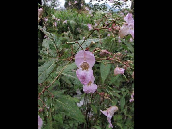 Impatiens; I amplexicaulis
Clasping-Leaf Balsam (Eng)
Trefwoorden: Plant;Balsaminaceae;Bloem;roze