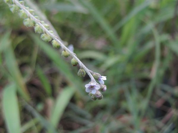 Cynoglossum wallichii glochidiatum
Barbed Forget-Me-Not (Eng) Andhahuli, Lichkura (Hin)
Keywords: Plant;Boraginaceae;Bloem;blauw