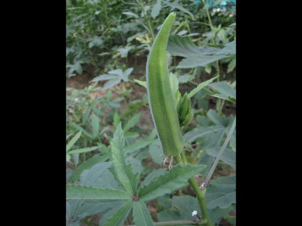 Abelmoschus esculentus
Okra (Eng) Bhindi (Hin)
Keywords: Plant;Malvaceae;vrucht;cultuurgewas