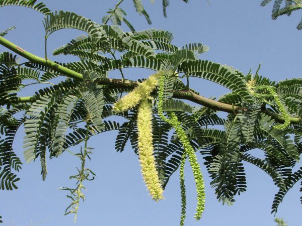 Proposis juliflora
Velvet Mesquite (Eng) Vilaiti Keekar (Hin)
Trefwoorden: Plant;Boom;Fabaceae;Bloem;groen