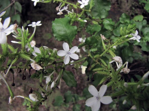 Plumbago zeylanica
Plumbago, White Leadwort (Eng) Chitrak (Hin) 
Trefwoorden: Plant;Plumbaginaceae;Bloem;wit