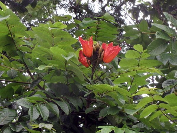 Spathodea campanulata
African Tulip Tree (Eng) Rugtoora (Hin)
Trefwoorden: Plant;Boom;Bignoniaceae;Bloem;rood