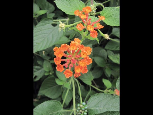 Lantana camara
Lantana (Eng) Raimuniya (Hin)
Trefwoorden: Plant;Verbenaceae;Bloem;geel;oranje;rood;roze