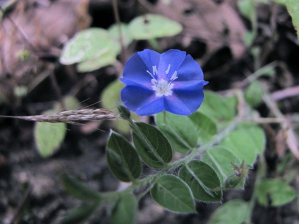 Evolvulus alsinoides
Dwarf Morning Glory (Eng) Visnukrantha (Hin)
Keywords: Plant;Convolvulaceae;Bloem;blauw