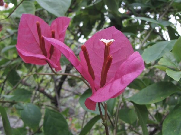 Bougainvillea
Bougainvillea (Eng) Booganbel (Hin)
Trefwoorden: Plant;Nyctaginaceae;Bloem;rood