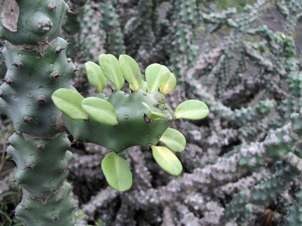 Euphorbia caducifolia
Leafless Milk Hedga (Eng) Thor (Hin)
Keywords: Plant;Euphorbiaceae