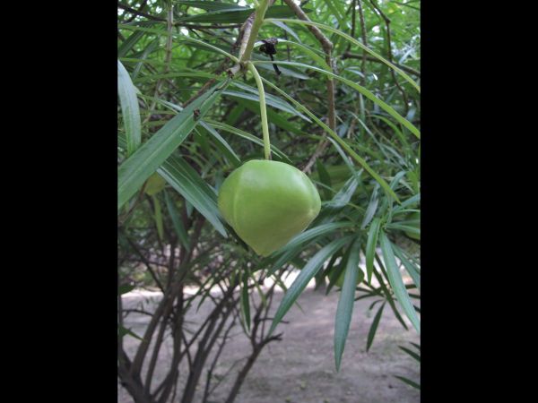 Thevetia peruviana
Mexican oleander (Eng) Peeli kaner (Hin)
Keywords: Plant;Boom;Apocynaceae;vrucht