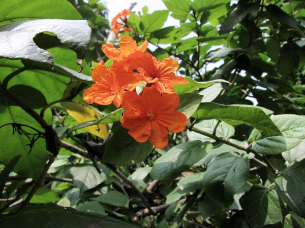 Cordia sebestena
Scarlet Cordia (Eng) Lal Lasora, Bohari (Hin)
Trefwoorden: Plant;Boom;Boraginaceae;Bloem;rood;oranje