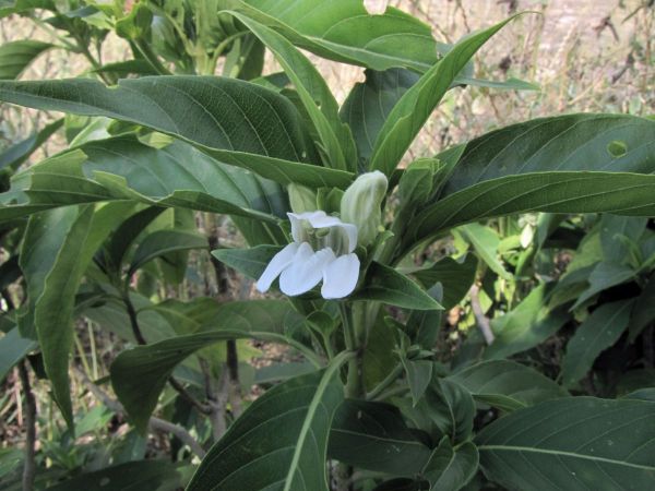 Justicia adhatoda
Malabar Nut (Eng) Arusa (Hin)
Trefwoorden: Plant;Acanthaceae;Bloem;wit