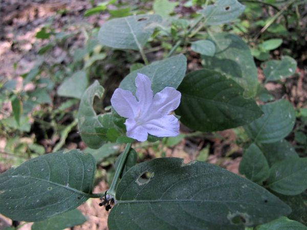 Ruellia prostrata
Bell Weed (Eng)
Trefwoorden: Plant;Acanthaceae;Bloem;blauw;violet