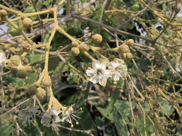 Tectona grandis
Indian-Oak, Teak (Eng) Sagun (Hin) 
Trefwoorden: Plant;Boom;Verbenaceae;cultuurgewas;Bloem;wit