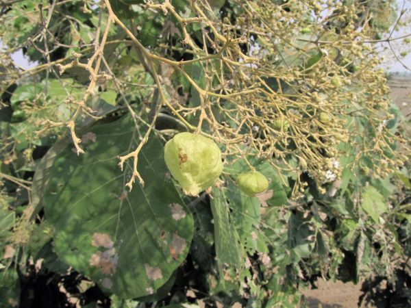 Tectona grandis
Indian-Oak, Teak (Eng) Sagun (Hin) 
Trefwoorden: Plant;Boom;Verbenaceae;vrucht;cultuurgewas