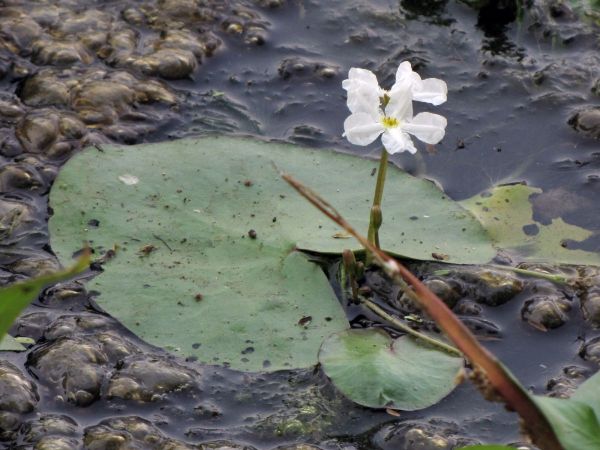 Nymphoides hydrophylla
Crested Floatingheart (Eng) Kumudini (Hin)
Trefwoorden: Plant;Menyanthaceae;Bloem;wit;waterplant