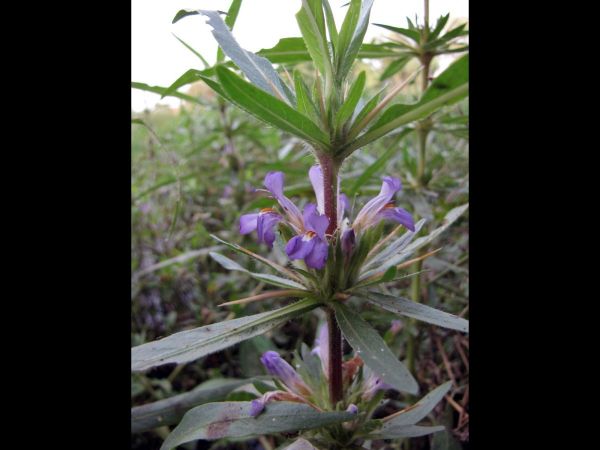 Hygrophila auriculata 
Marsh Barbel (Eng) Bhankari, Gokula Kanta (Hin)
Keywords: Plant;Acanthaceae;Bloem;blauw;paars