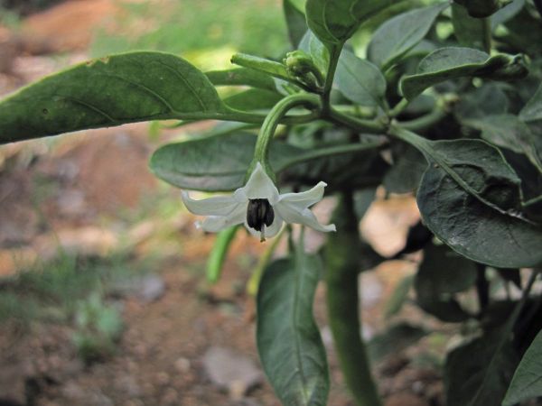 Capsicum frutescens
Bird Chilli (Eng) Raja mircha (Hin)
Trefwoorden: Plant;Solanaceae;Bloem;wit;cultuurgewas
