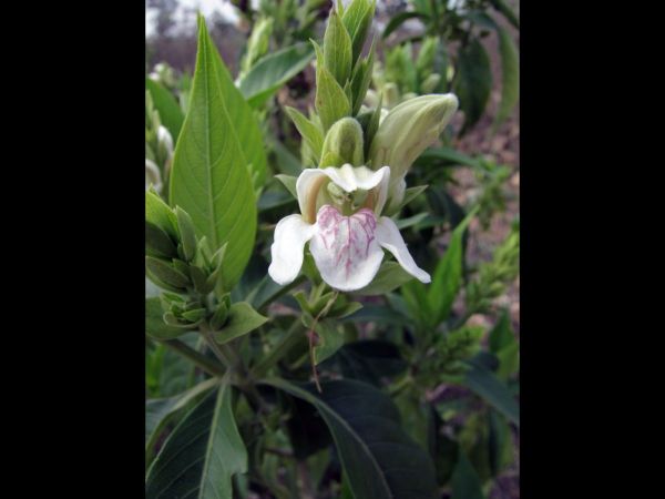 Justicia adhatoda
Malabar Nut (Eng) Arusa (Hin) 
Trefwoorden: Plant;Acanthaceae;Bloem;wit