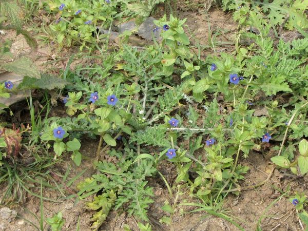 Lysimachia foemina
Blue Pimpernel (Eng) Neel (Hin) Blauw Guichelheil (Ned)
Keywords: Plant;Primulaceae;Bloem;blauw