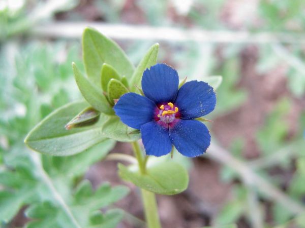 Lysimachia foemina
Blue Pimpernel (Eng) Neel (Hin) Blauw Guichelheil (Ned)
Trefwoorden: Plant;Primulaceae;Bloem;blauw