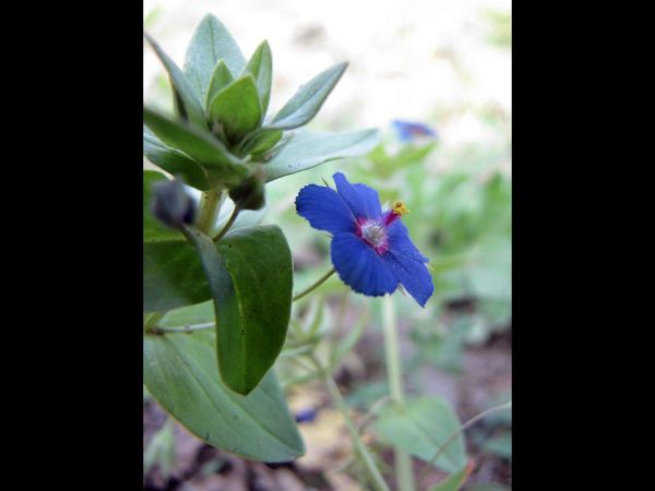 Lysimachia foemina
Blue Pimpernel (Eng) Neel (Hin) Blauw Guichelheil (Ned)
Trefwoorden: Plant;Primulaceae;Bloem;blauw