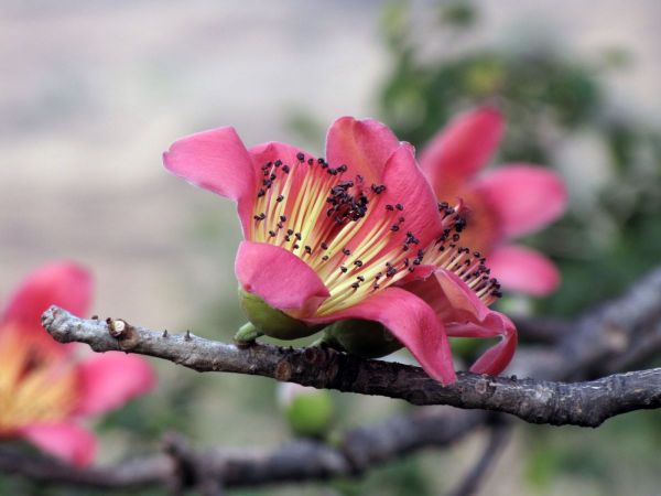 Bombax ceiba
Silk Cotton Tree, Indian Bombax (Eng) Simul (Hin)
Trefwoorden: Plant;boom;Malvaceae;Bloem;rood