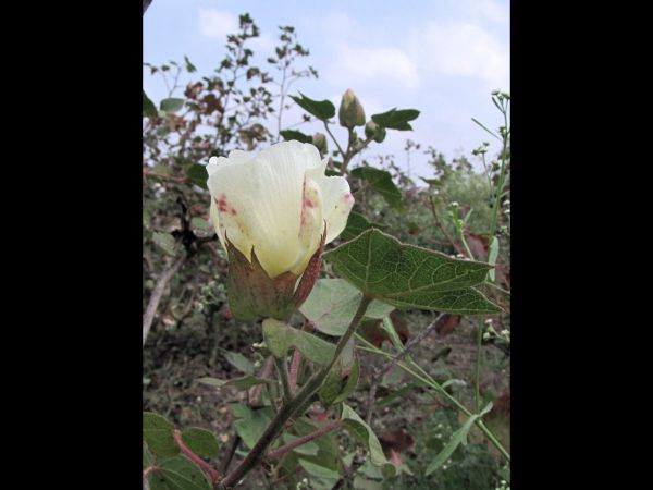 Gossypium hirsutum
Mexican Cotton (Eng) Karpas (Hin)
Trefwoorden: Plant;Malvaceae;cultuurgewas;Bloem;wit