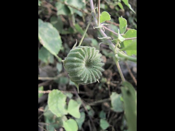 Abutilon pannosum
Ragged Mallow (Eng)
Keywords: Plant;Malvaceae;vrucht