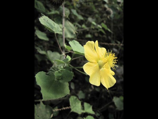 Abutilon pannosum
Ragged Mallow (Eng)
Trefwoorden: Plant;Malvaceae;Bloem;geel