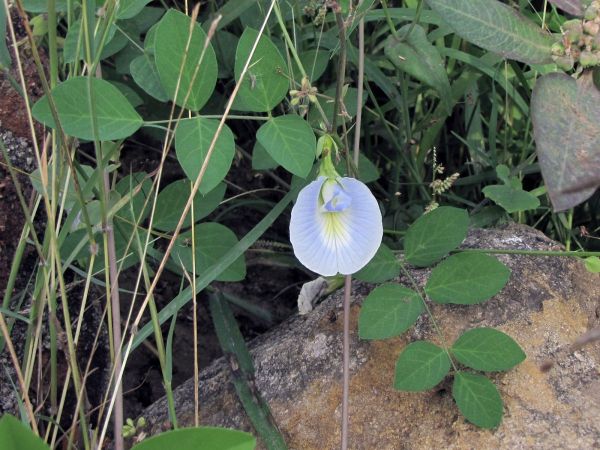 Clitoria ternatea
Butterfly Pea (Eng) Aparajita (Hin)
Keywords: Plant;Fabaceae;Bloem;blauw