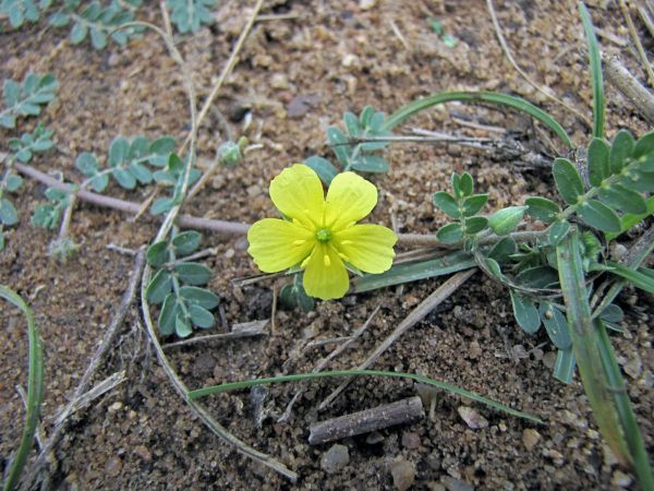 Tribulus terrestris
Puncture Vine (Eng) Gokharu (Hin)
Trefwoorden: Plant;Zygophyllaceae;Bloem;geel